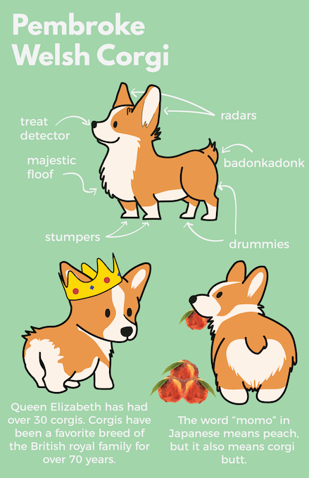 corgi